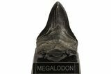 Fossil Megalodon Tooth - Georgia #80059-1